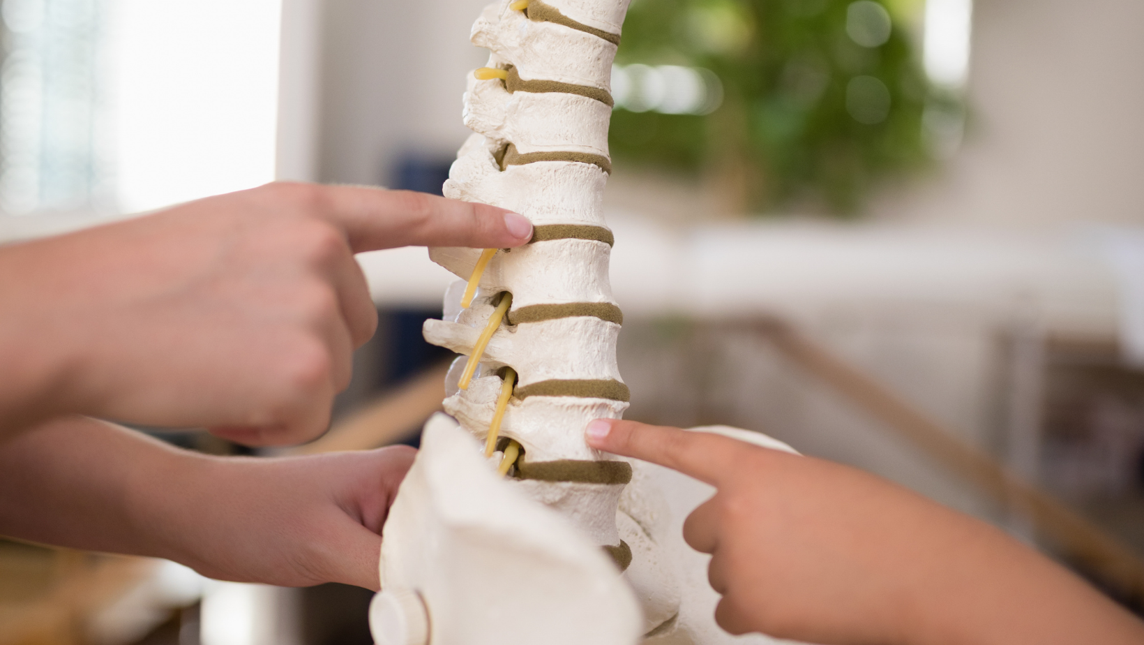 Columna vertebral -Spine
